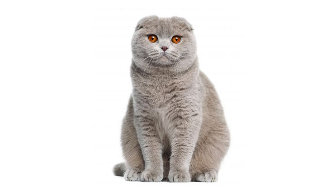 Scottish-Fold