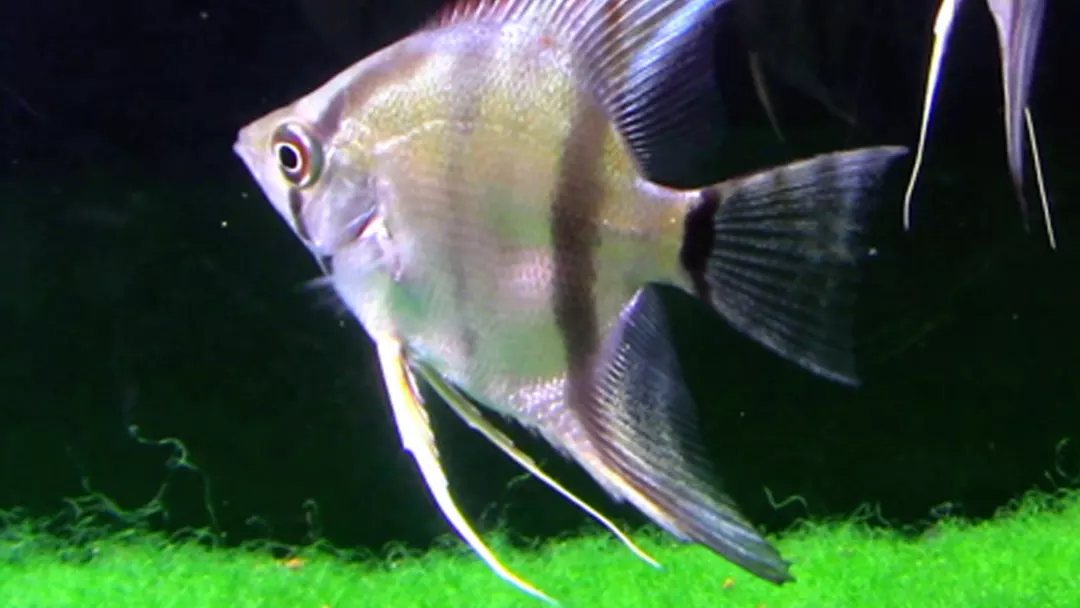 Silver Angelfish