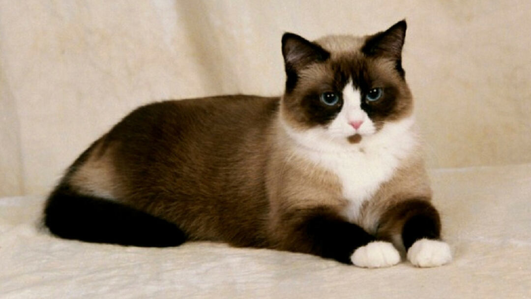 Snowshoe-Cat