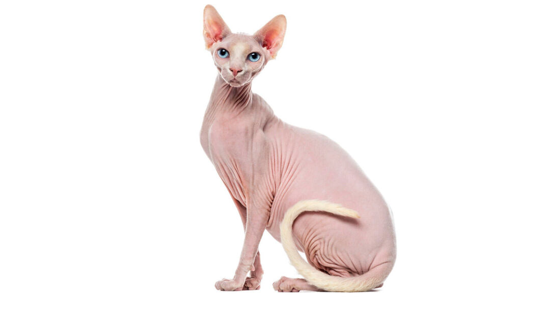 Sphynx