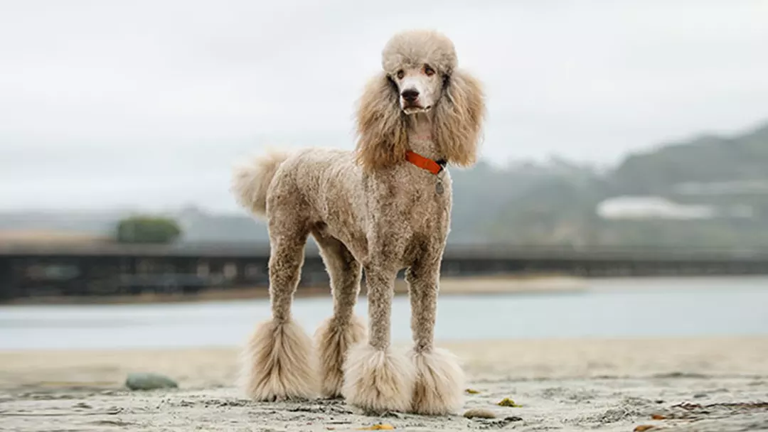 Standard Poodle