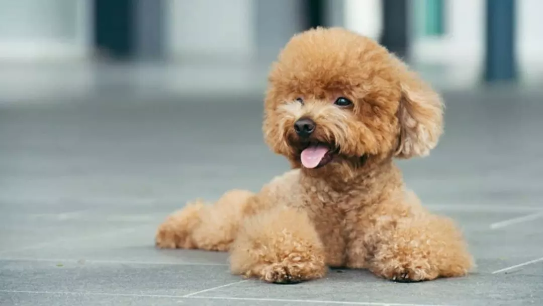 Teacup Poodle