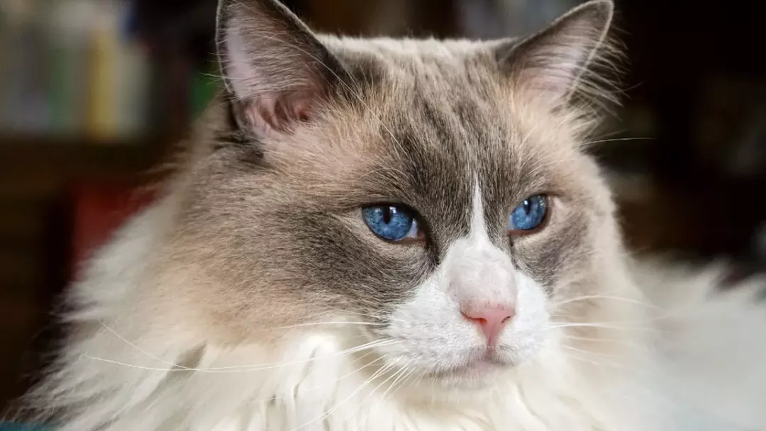 The Behavior & Personality of a Ragdoll
