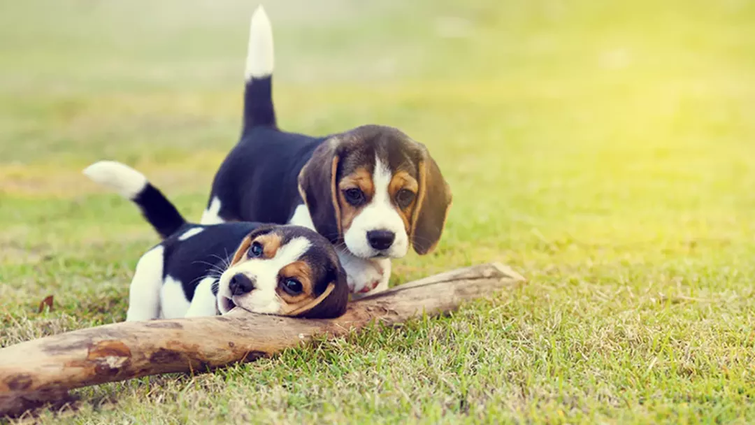 The Popularity of the Beagle Breed