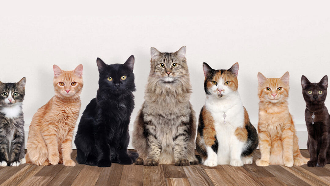 The-Ultimate-Guide-to-Cat-Breeds-Best-Kinds