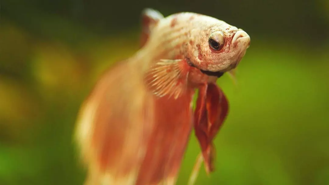 Reason for Betta Fish’s Death