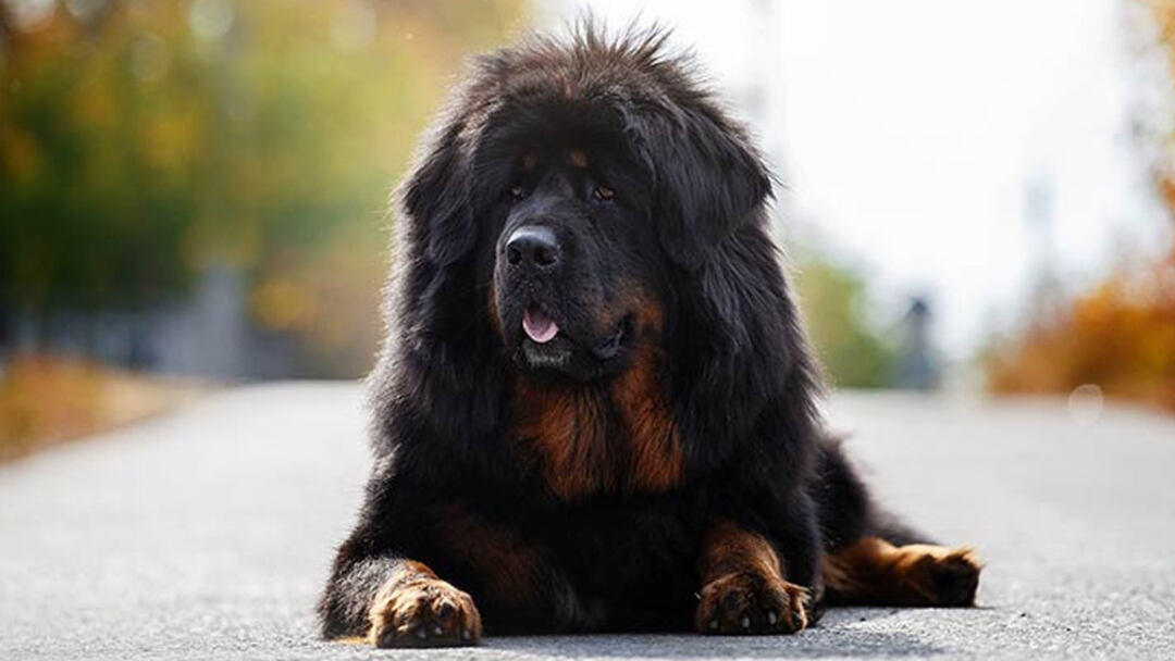 biggest dog breed