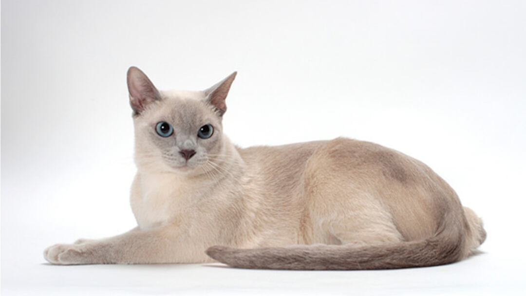 Tonkinese-cat