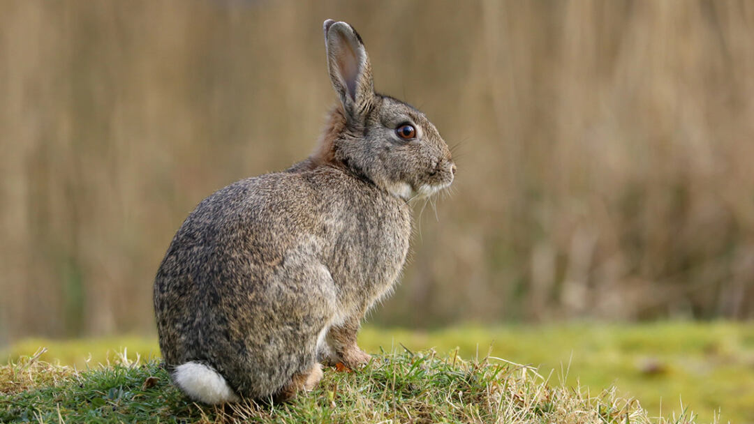 how to bond with your rabbit