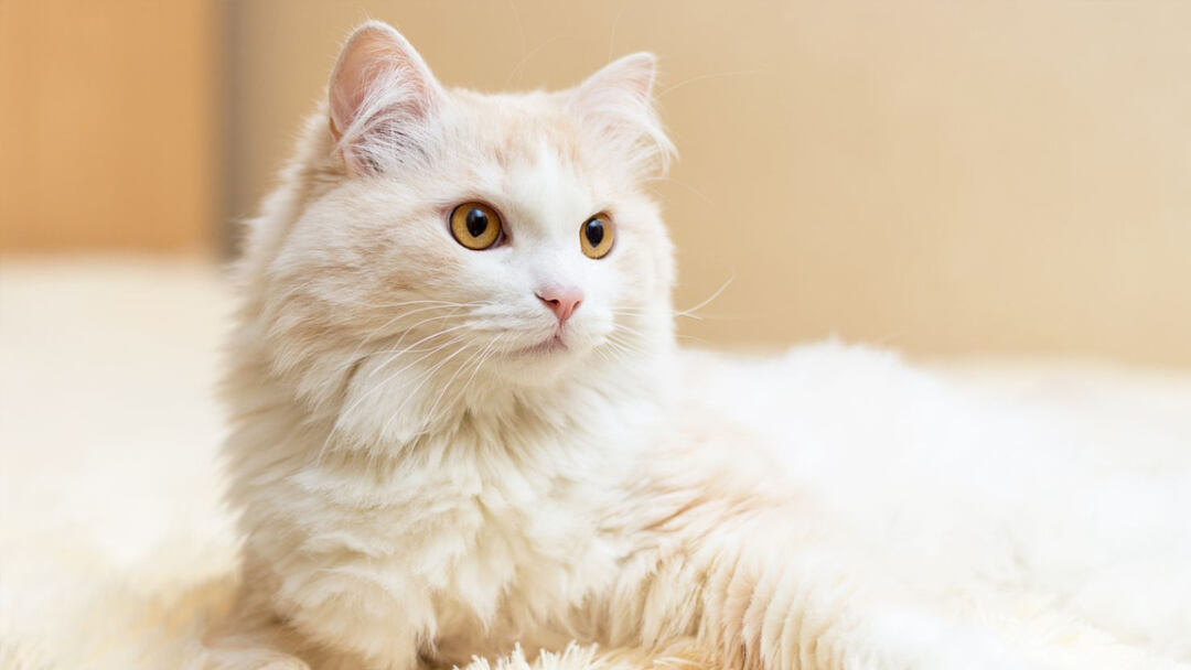 Turkish-Angora-Cat