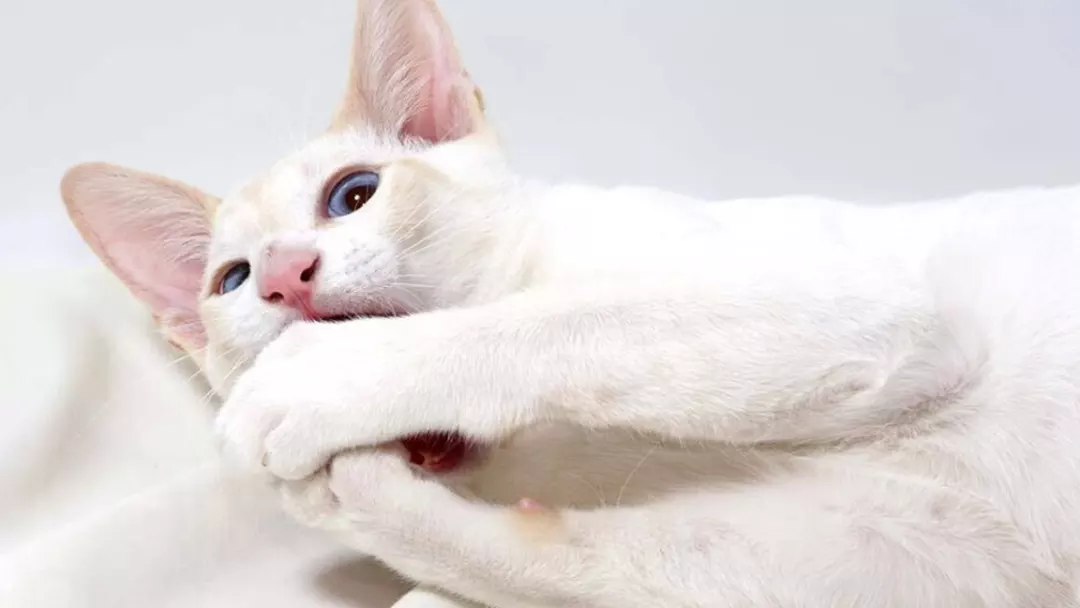 Uncovering the Beauty of the Flame Point Siamese Cat