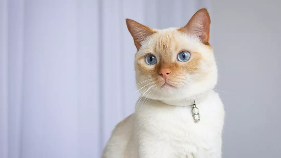 What Are the Potential Health Factors of Flame Point Siamese Cats