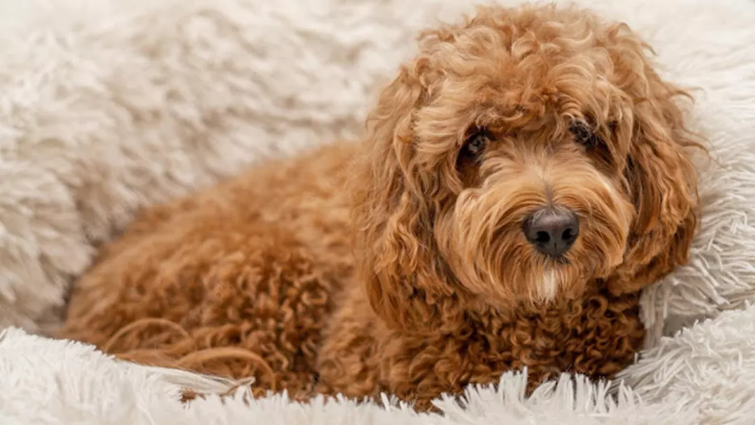 Cavapoo Appearance