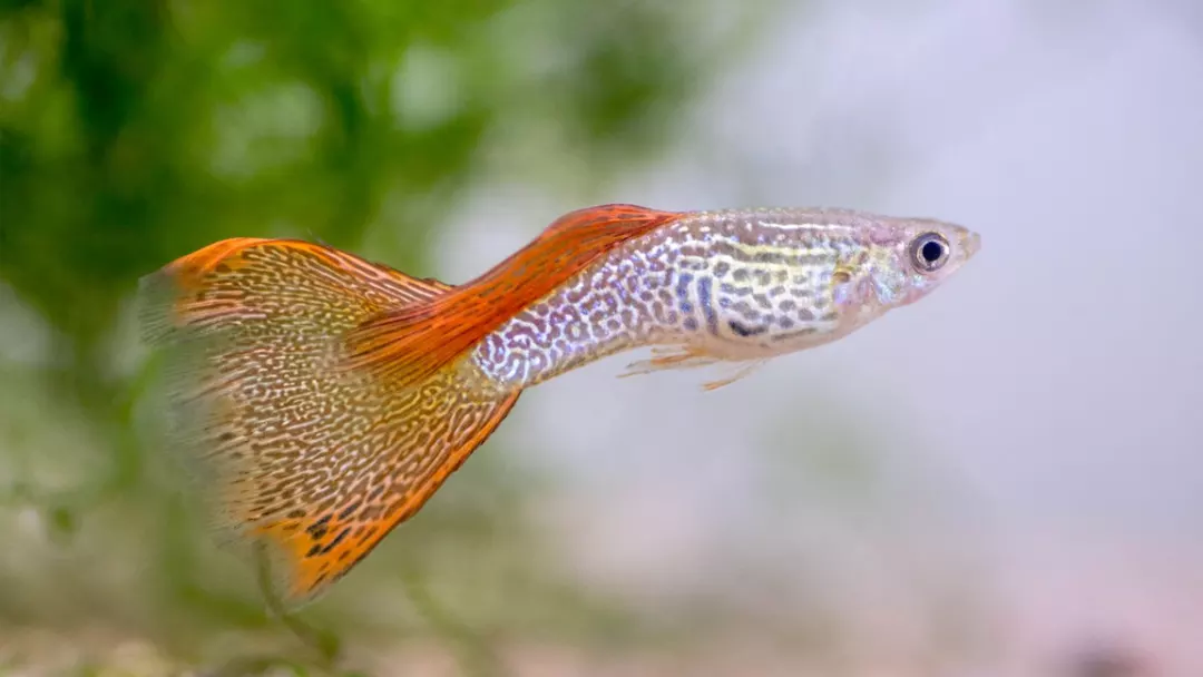 What-Makes-Guppies-So-Popular