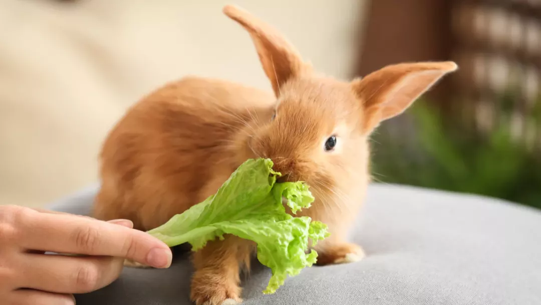 What Vegetables Can or Cannot Rabbits Eat