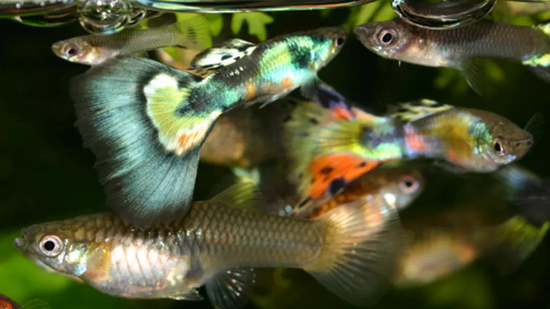 What-Will-Happen-If-the-Guppies-Start-Breeding