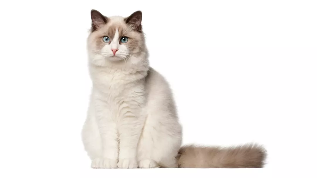 What are the Various Ragdoll Mix Breeds