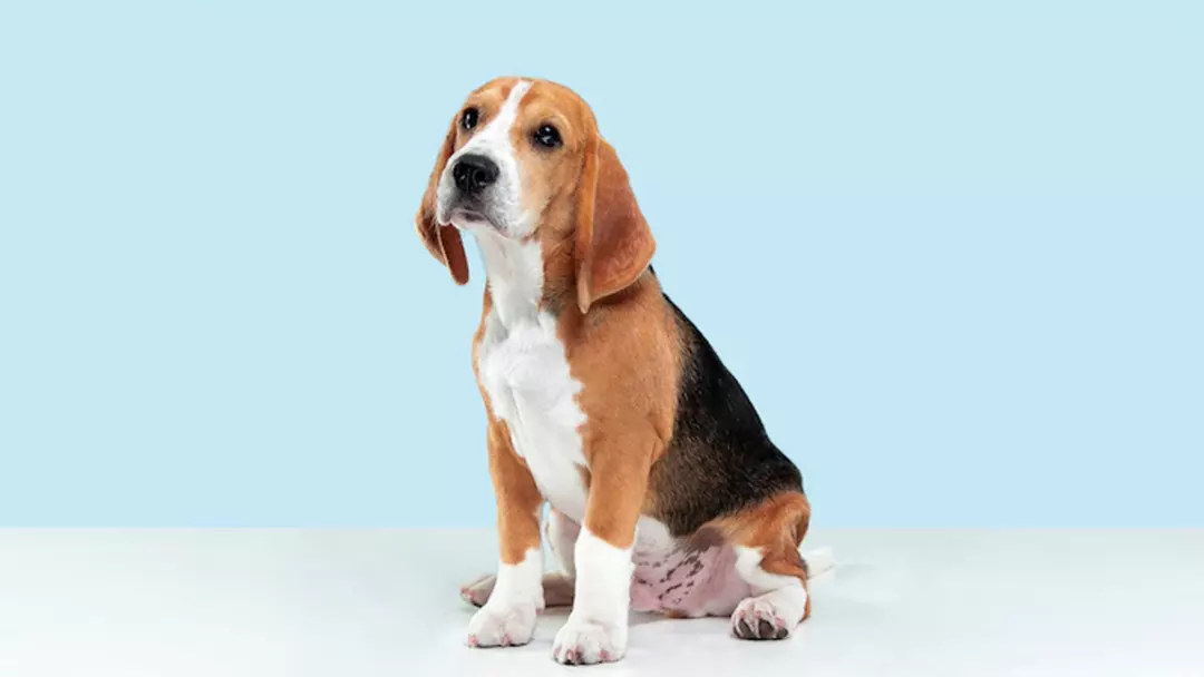 What is Beagle Breed Appearance