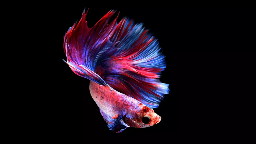 What is Betta Fish Behavior