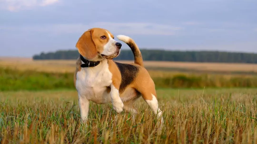 What is the Behavior of Beagles