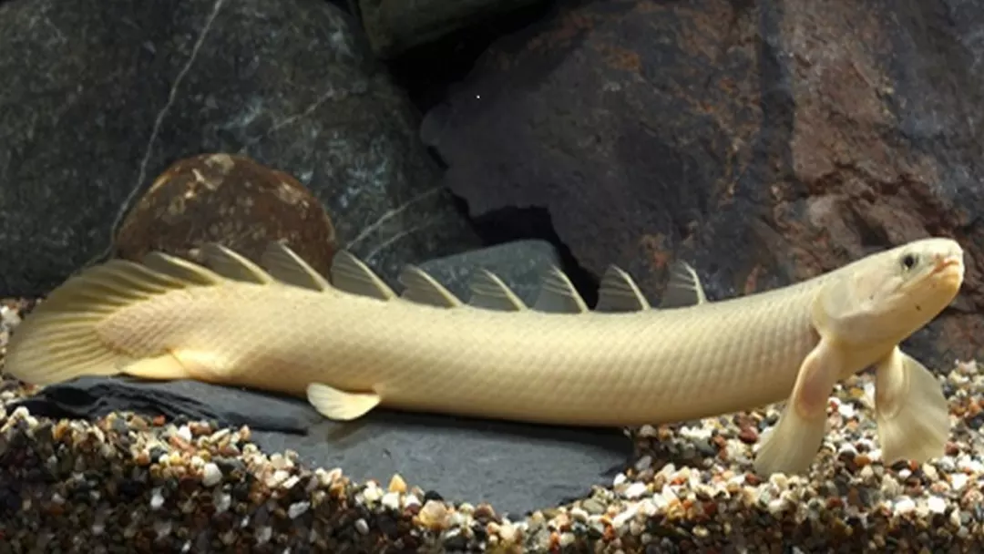 What is the Behavior of Dinosaur Fish Bichir