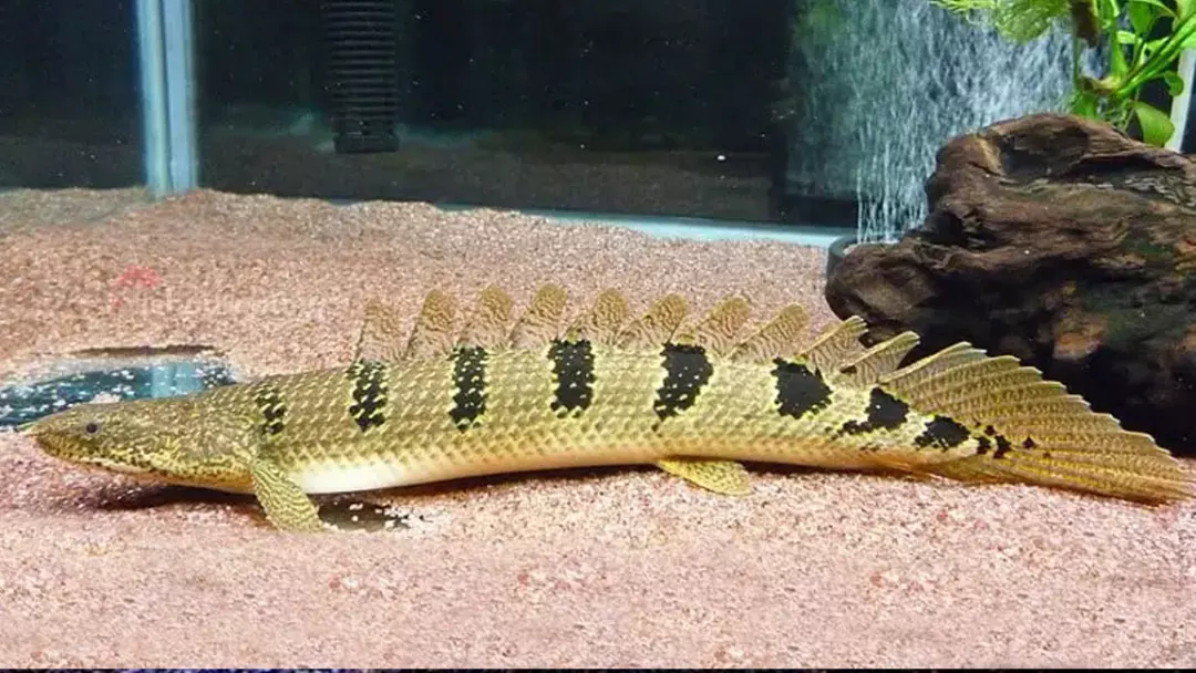 What is the Diet of Dinosaur Bichir