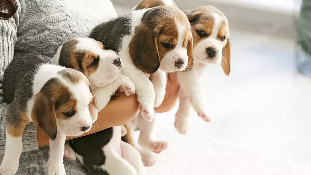 What is the Energy Level of the Beagle Breed