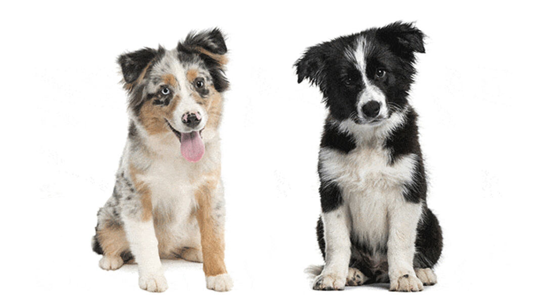 border collie australian shepherd mix