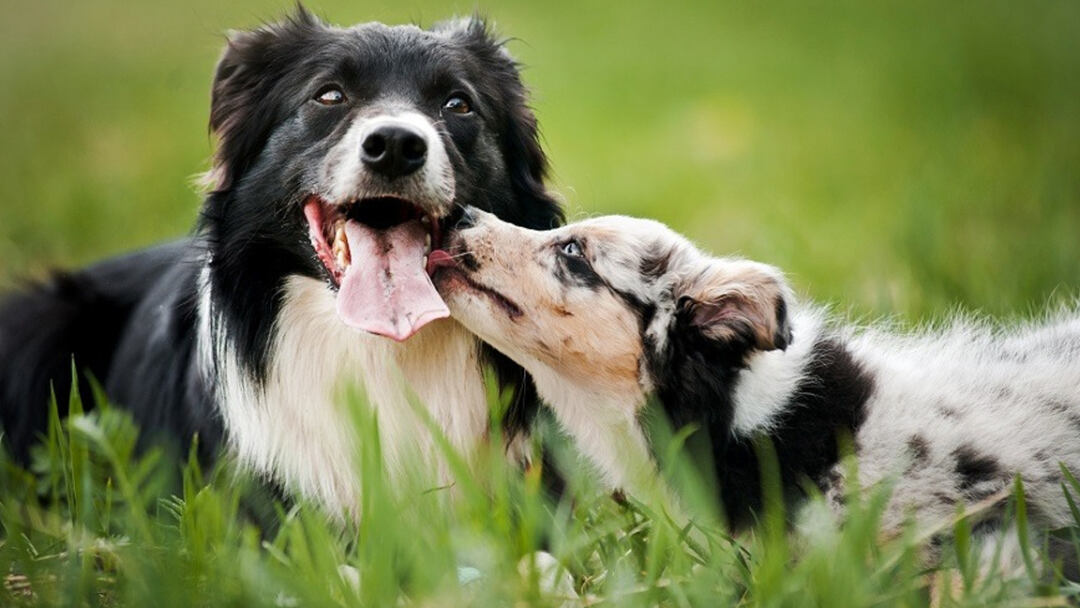 australian shepherd border collie