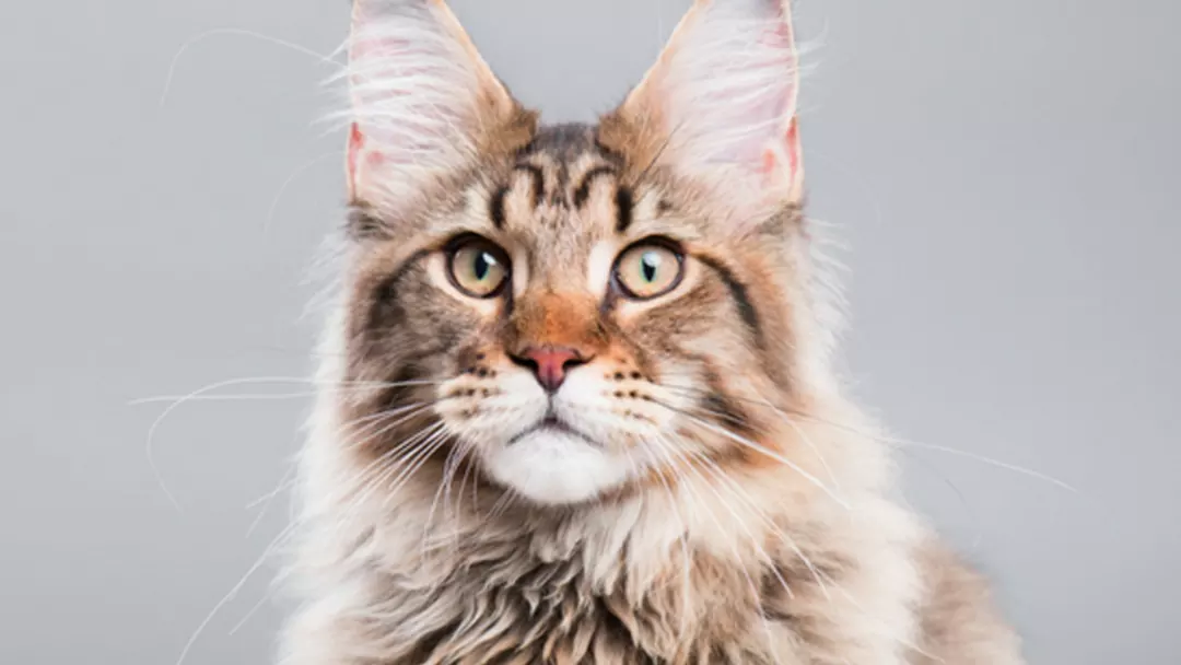 Maine Coon Breeder