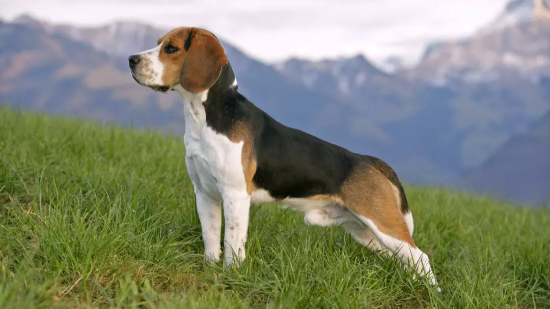 Where Did Beagle Breed Origin