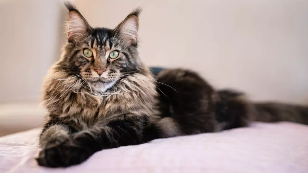 maine coon kitten