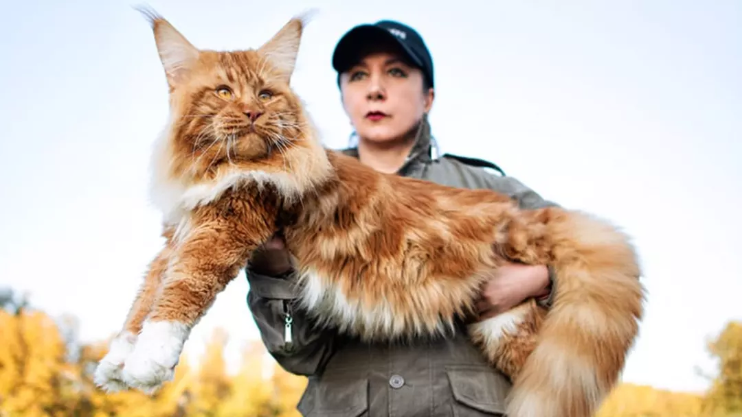 maine coon cats size