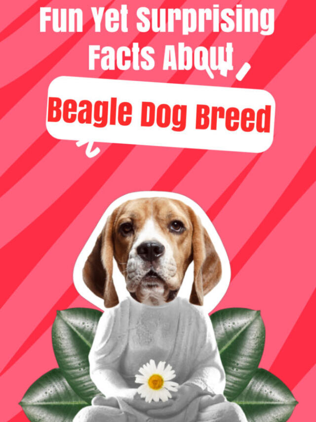 0 Fun Yet Surprising Facts About the Beagle Dog Breed
