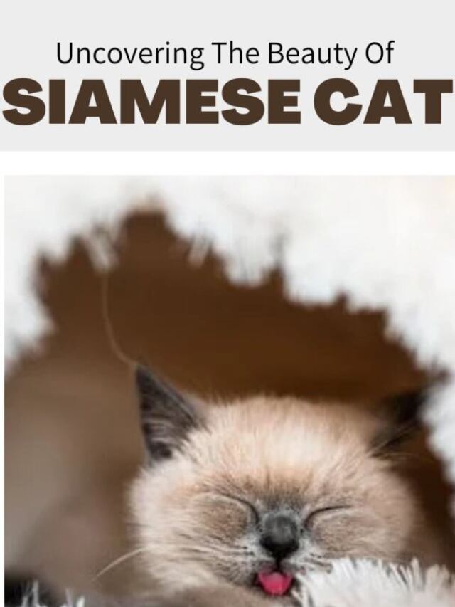 1 Uncovering The Beauty Of Siamese Cat