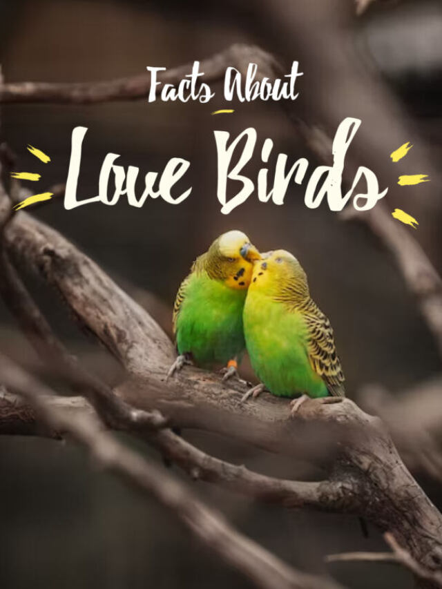 Adorable Facts About Love Birds