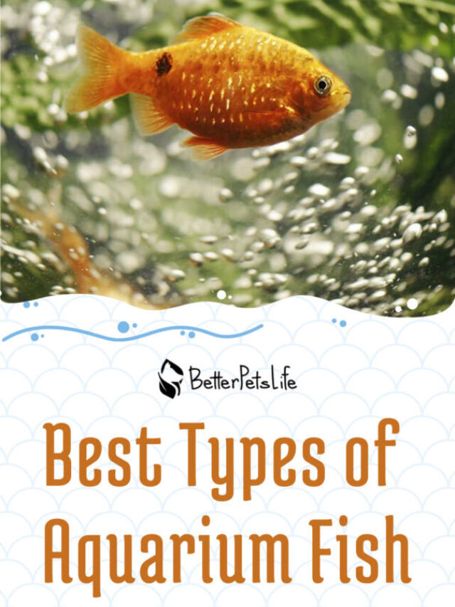 Best Types of Aquarium Fish
