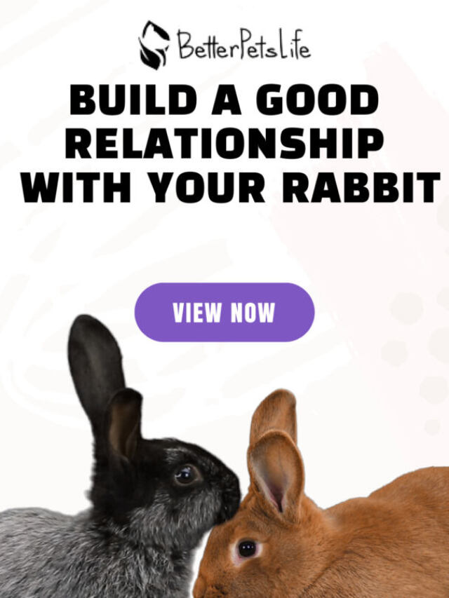 A Guide on How to Build a Good Relationship with Your Rabbit