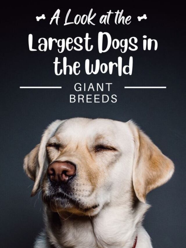 A Look at the Largest Dogs in the World