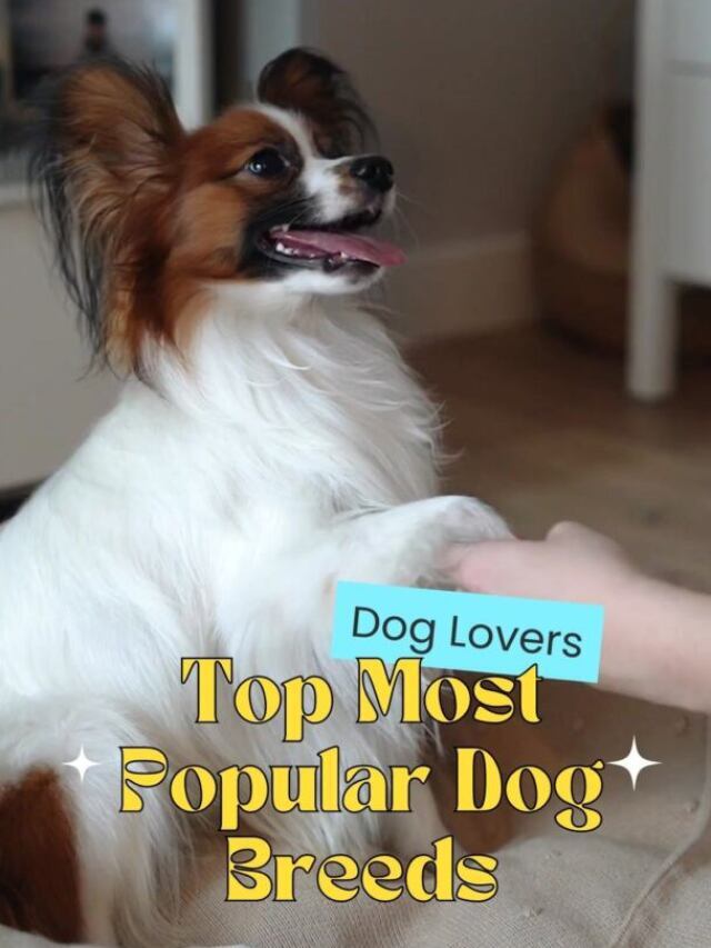 Popular Dog Breeds – The Top 7