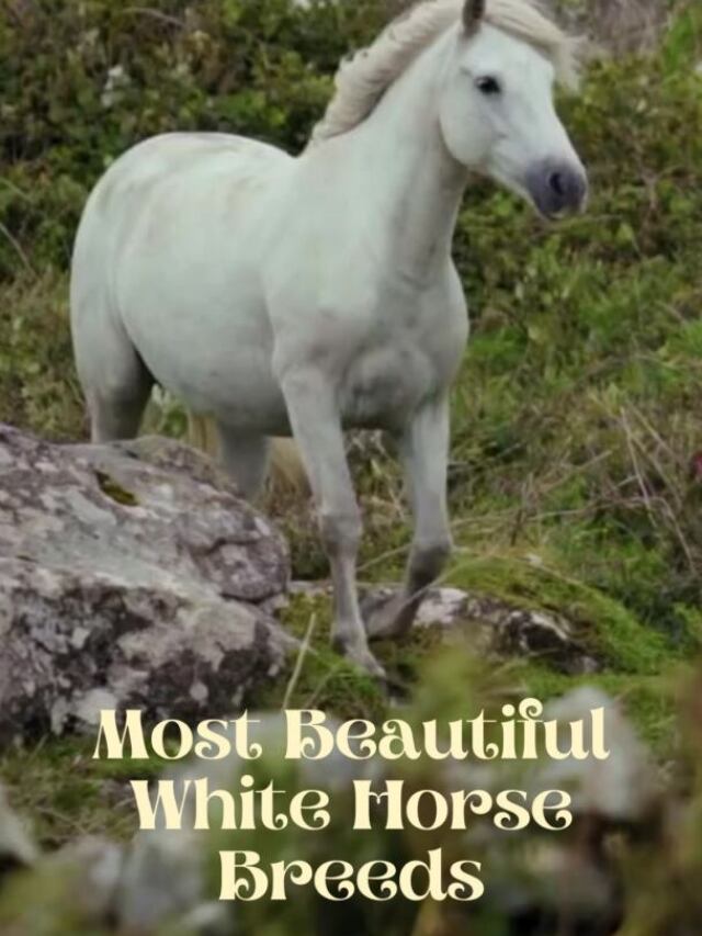 The Most Beautiful White Horse Breeds