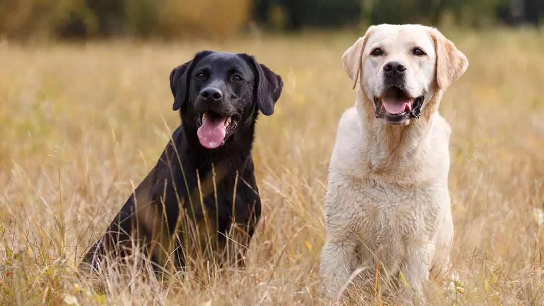 A Brief History of State-Recognized Dog Breeds in America