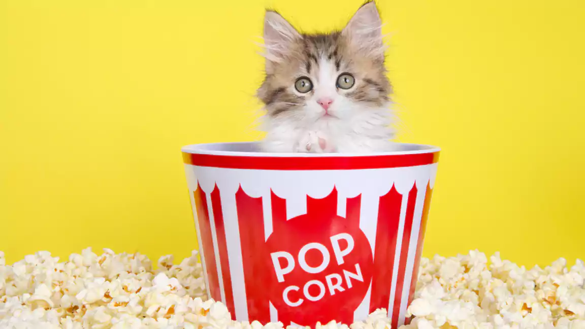 Alternatives to Popcorn for Cats