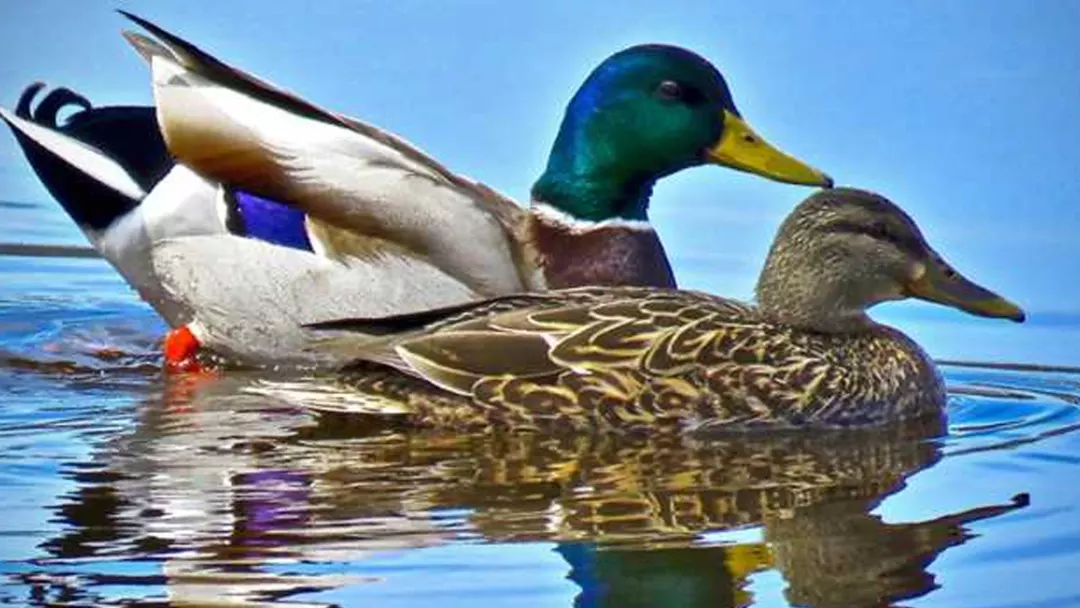 Duck and Drake Populations