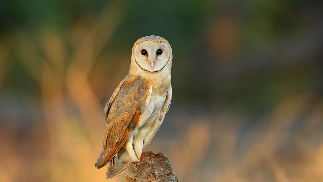 barn owl