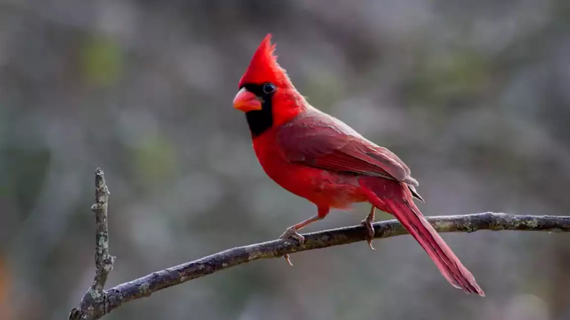 Birds-of-Virginia