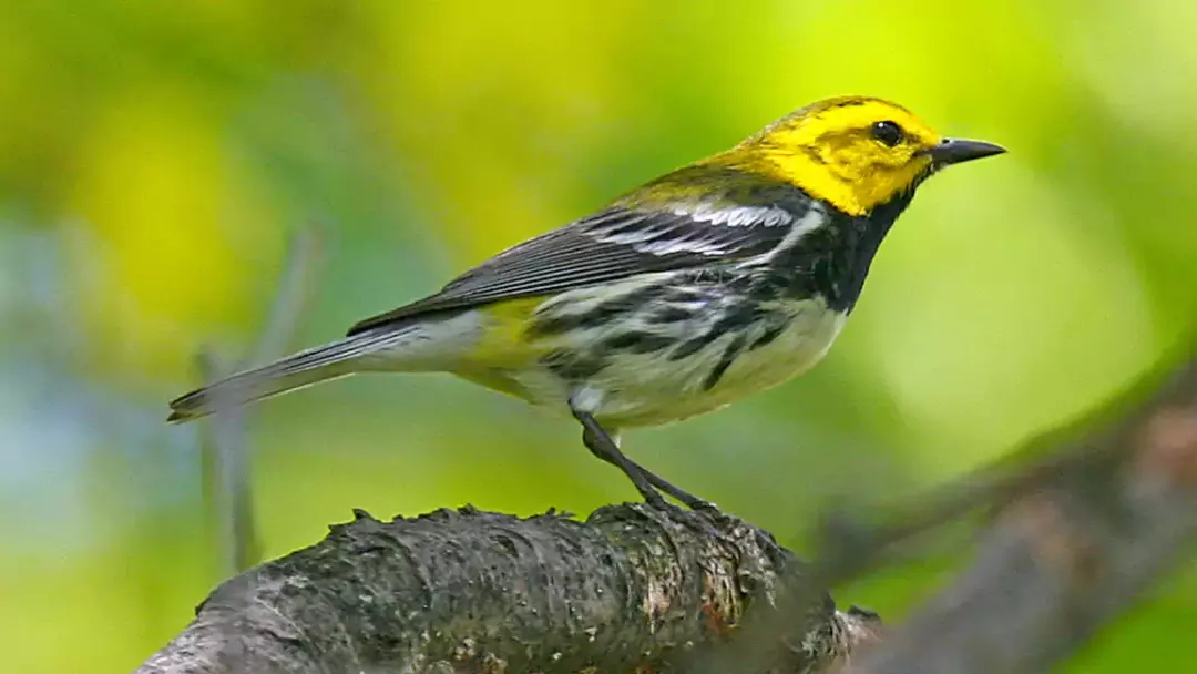 Black Throated Green Warbler