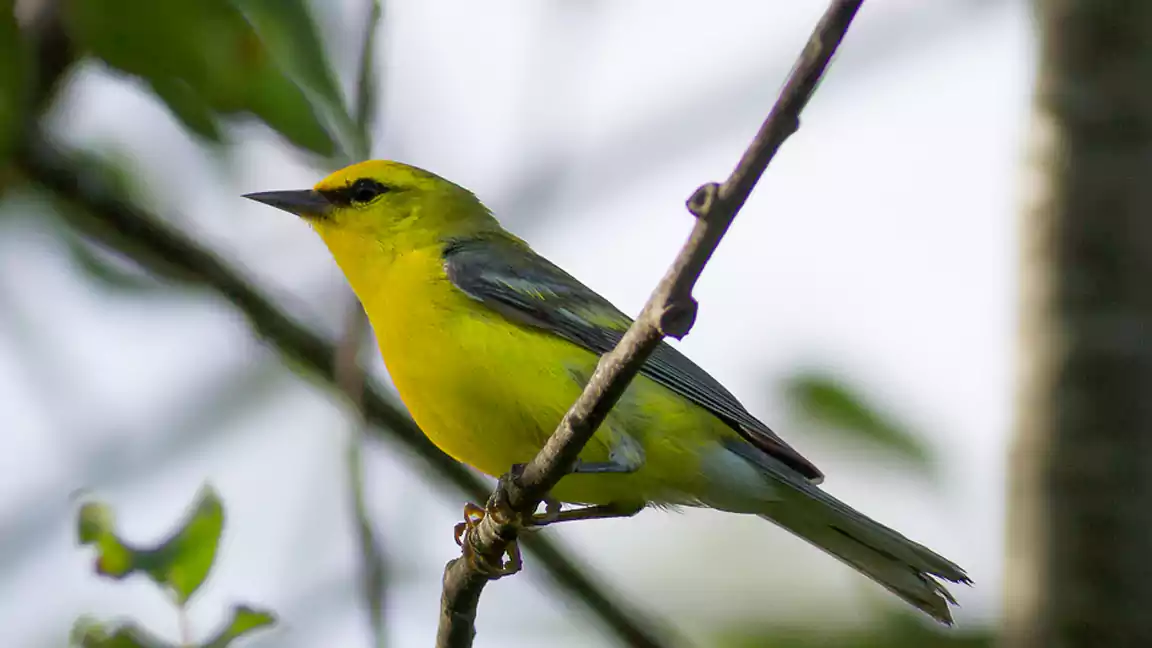 Blue Winged Warbler