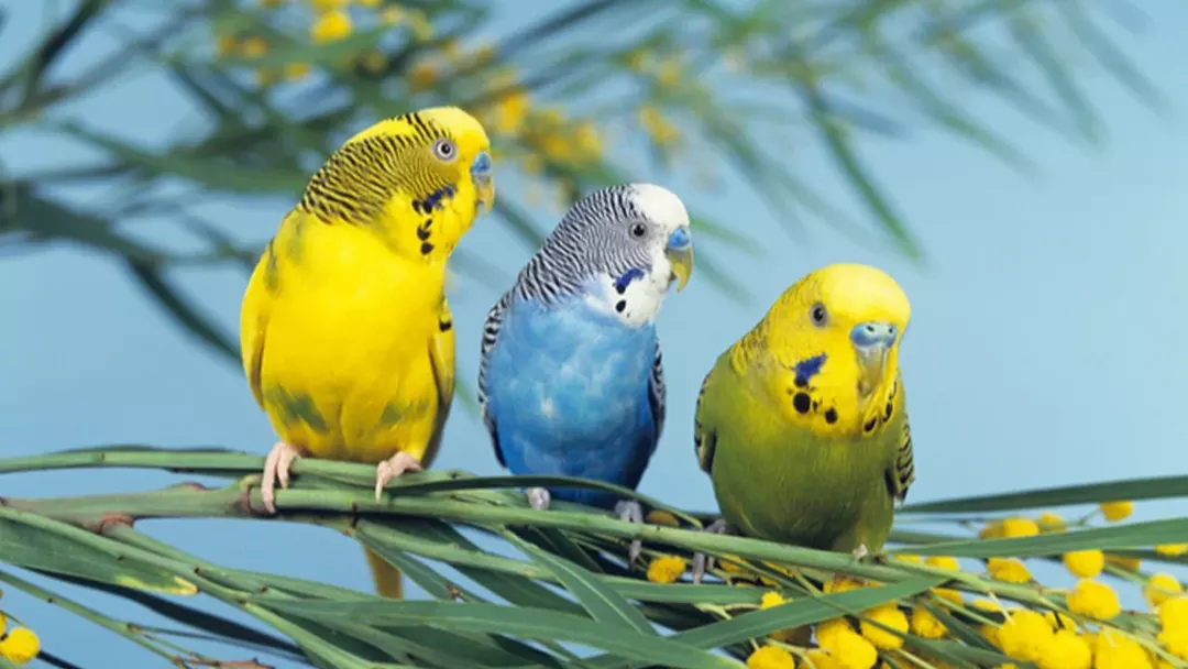 Budgerigars