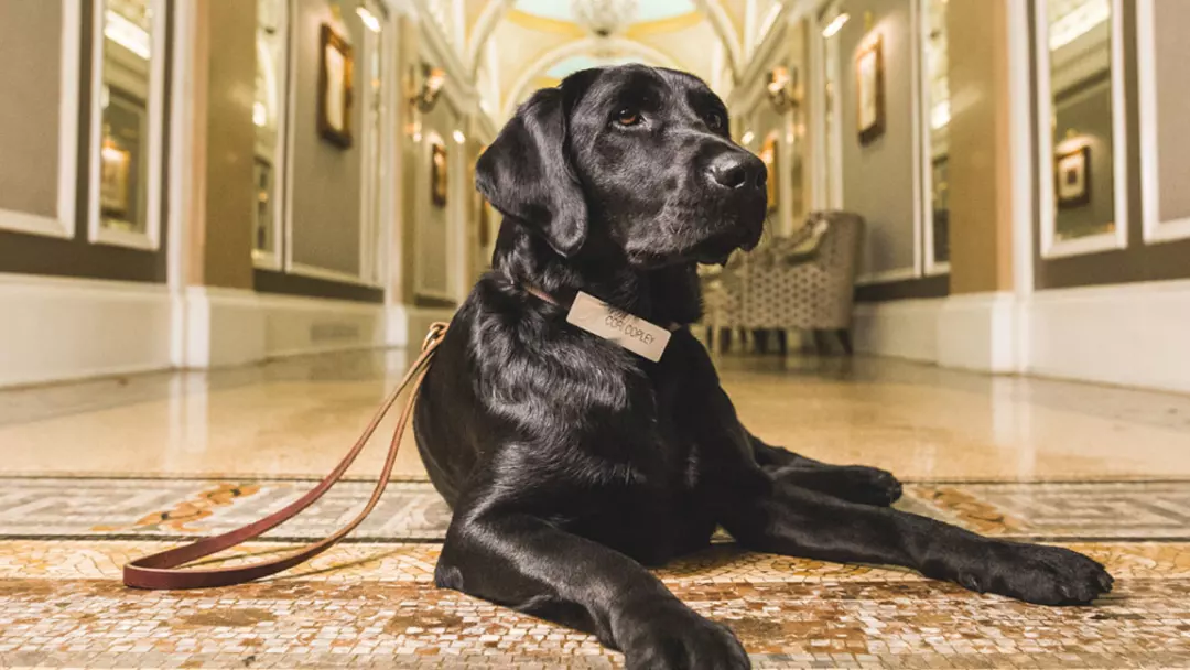 CANINE AMBASSADORS OF EACH STATE
